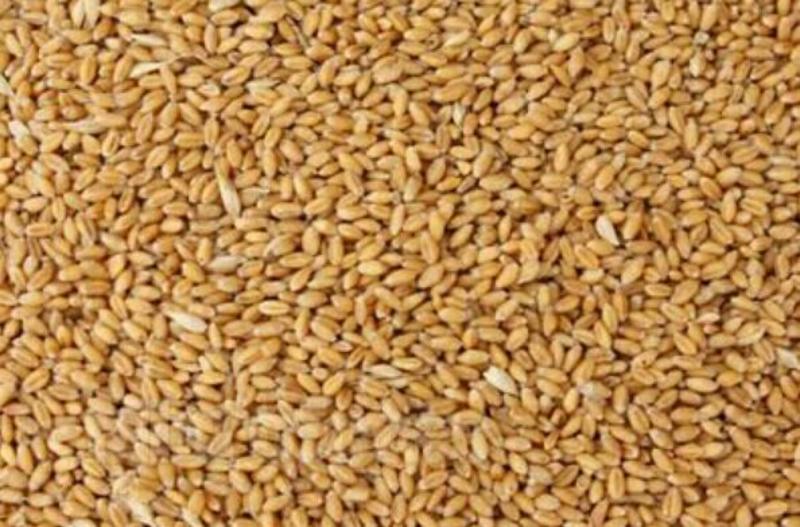 农家自种小麦不施肥不打药无污染颗粒饱满