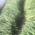 紫花油豆20厘米以上，产地直发，代收，代发全国各地