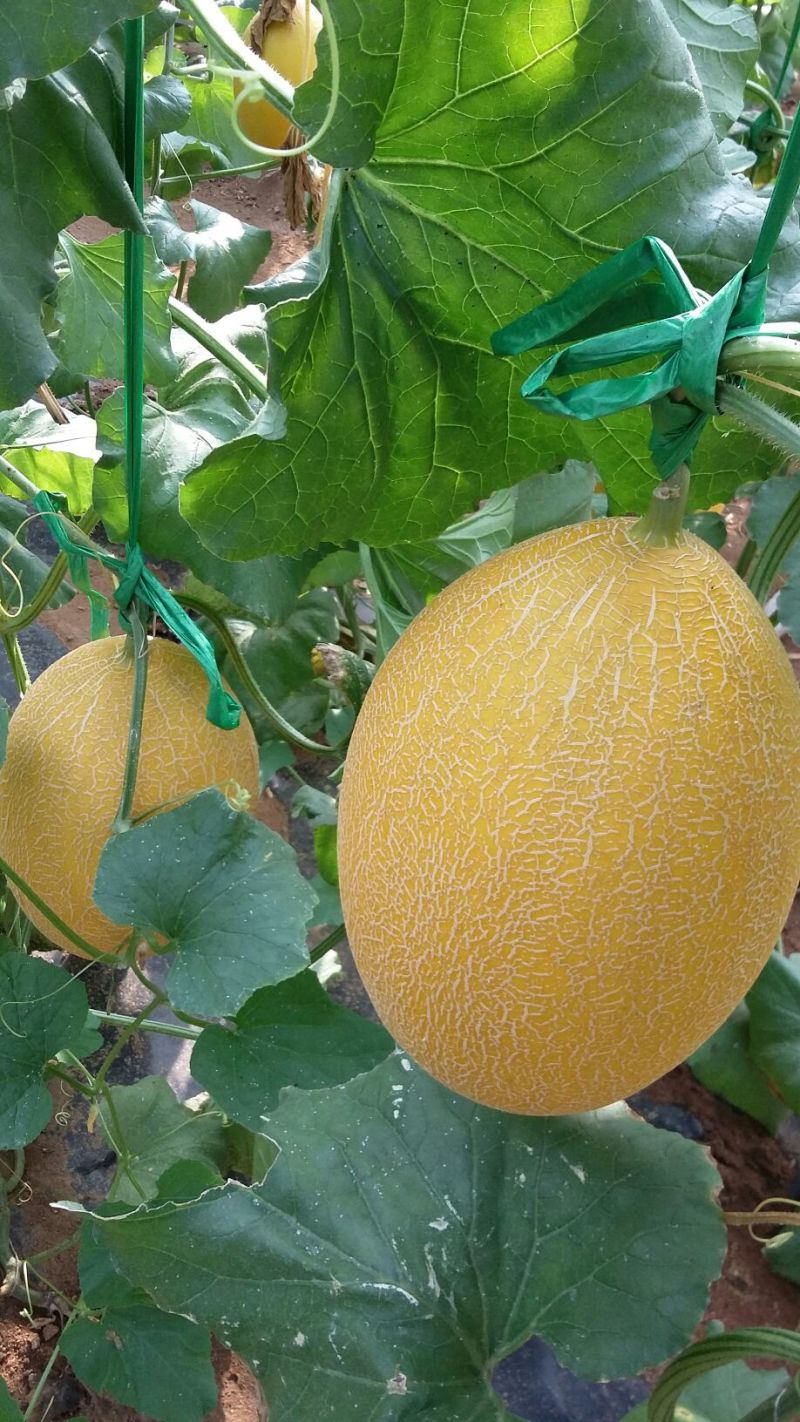 保丰蜜哈密瓜