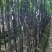 黑皮甘蔗2~2.5米4~5cm