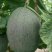 西州蜜瓜