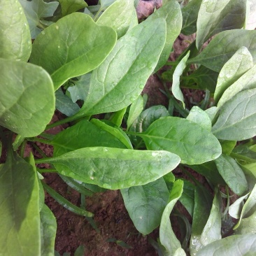 越冬菠菜15~20厘米