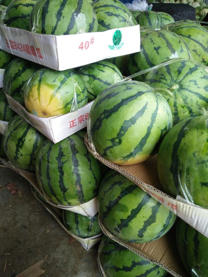 8424西瓜7斤打底8成熟，高箱，托盘，专业装车