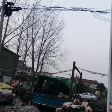 国槐16~18cm12~14cm3米以上