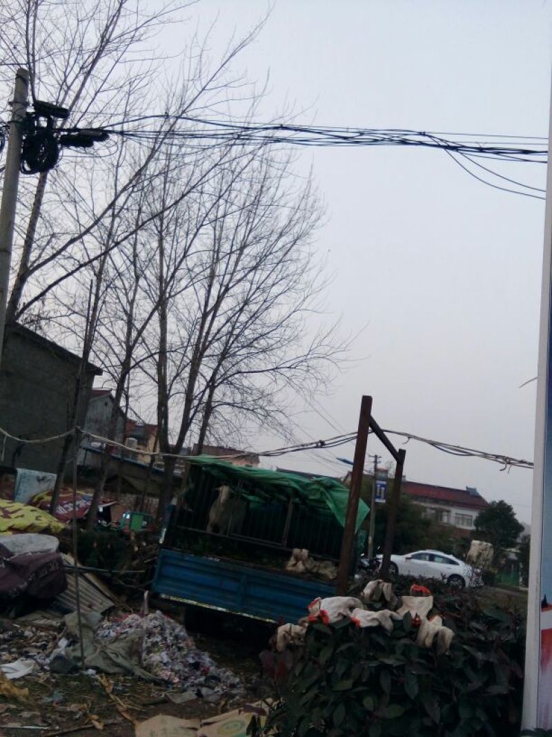 国槐16~18cm12~14cm3米以上