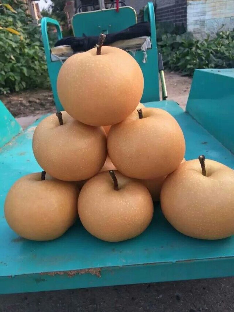 秋月梨
