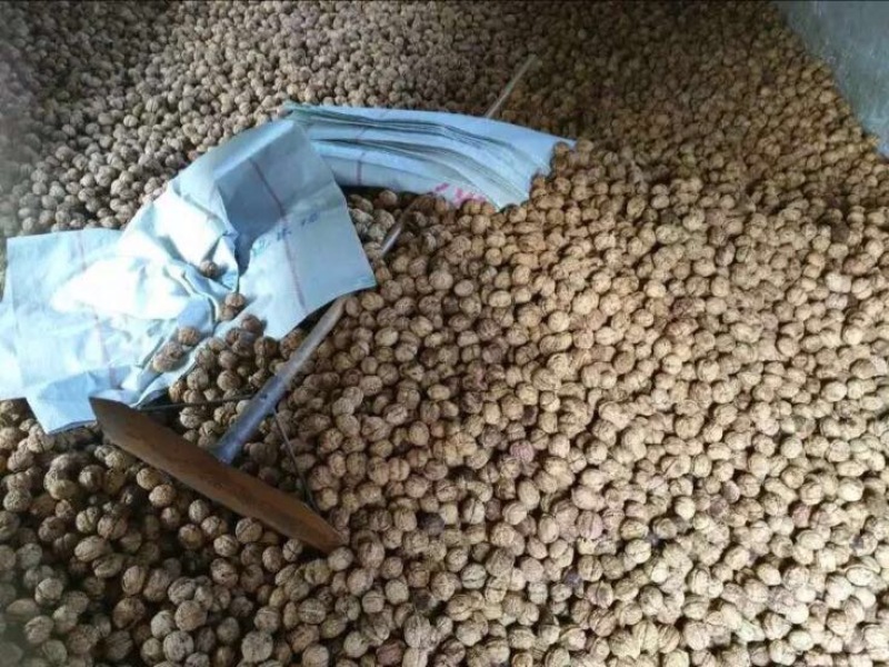 大泡核桃