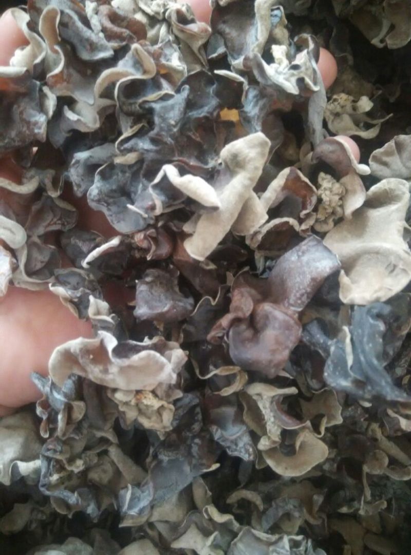 干木耳一级