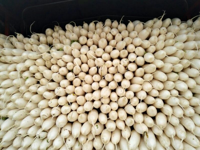 白萝卜1~1.5斤起