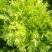 苦菊12~15cm