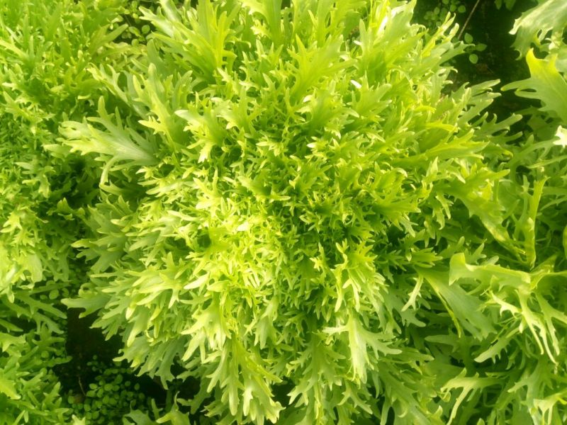 苦菊12~15cm