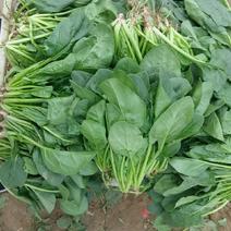 菠菜25~30厘米