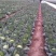 精品优质甘蓝1~2公斤