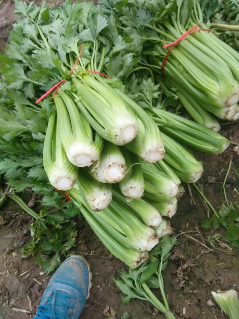 【推荐芹菜】西芹法国皇后河南大棚种植叶绿杆亮量大从优欢迎电联
