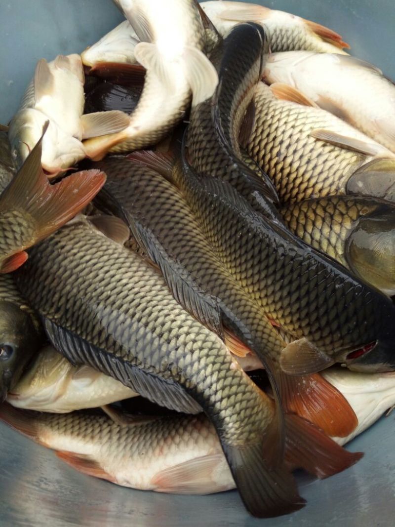 池鲤鱼食用1~2公斤