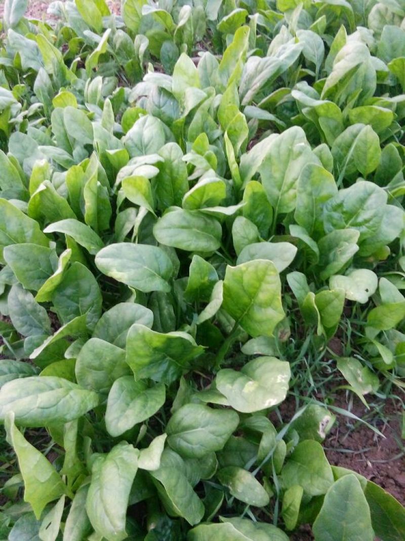大叶菠菜20~25厘米