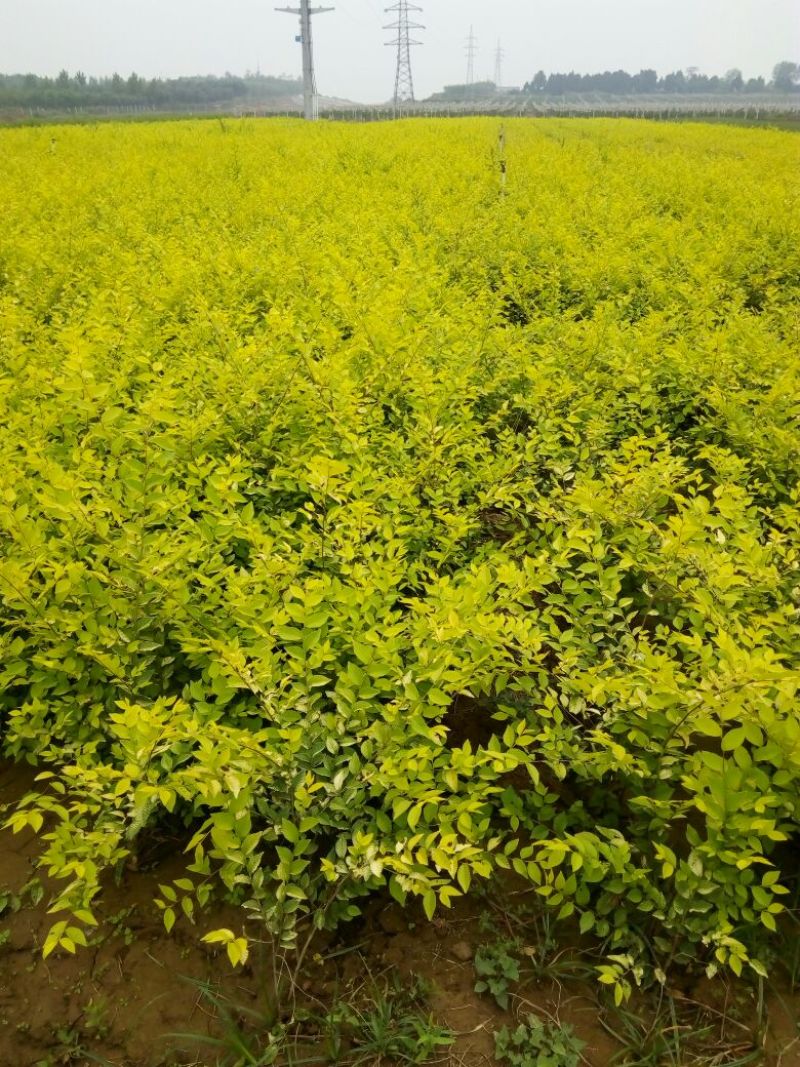 大叶女贞4cm以下