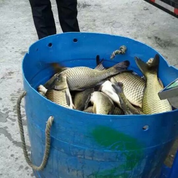池鲤鱼食用2~3公斤