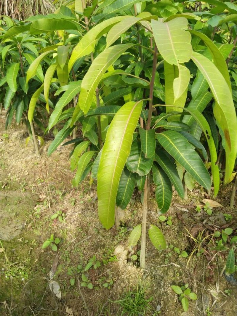 金煌芒树苗1m以下