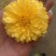 怀菊花袋装