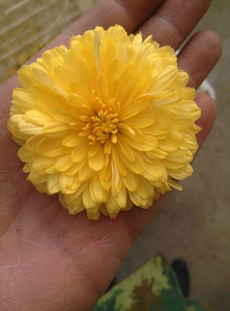 怀菊花袋装