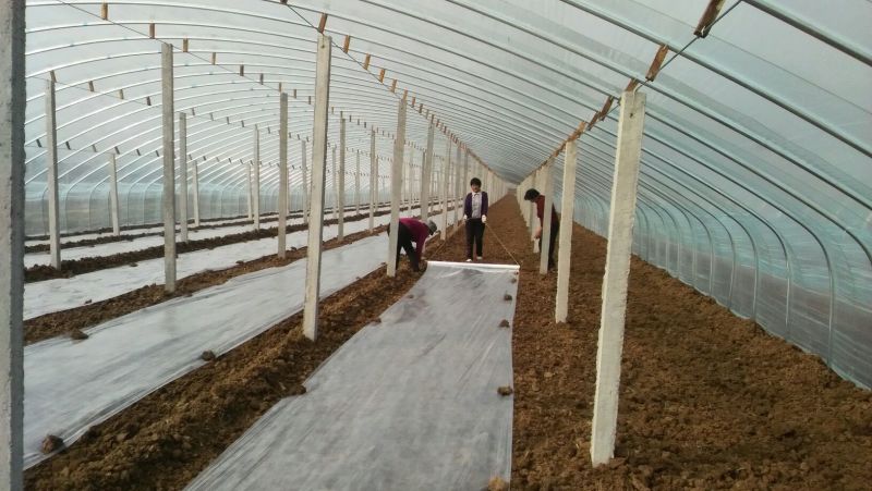 越冬菠菜15~20厘米