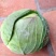 大包菜（铁头包菜）
