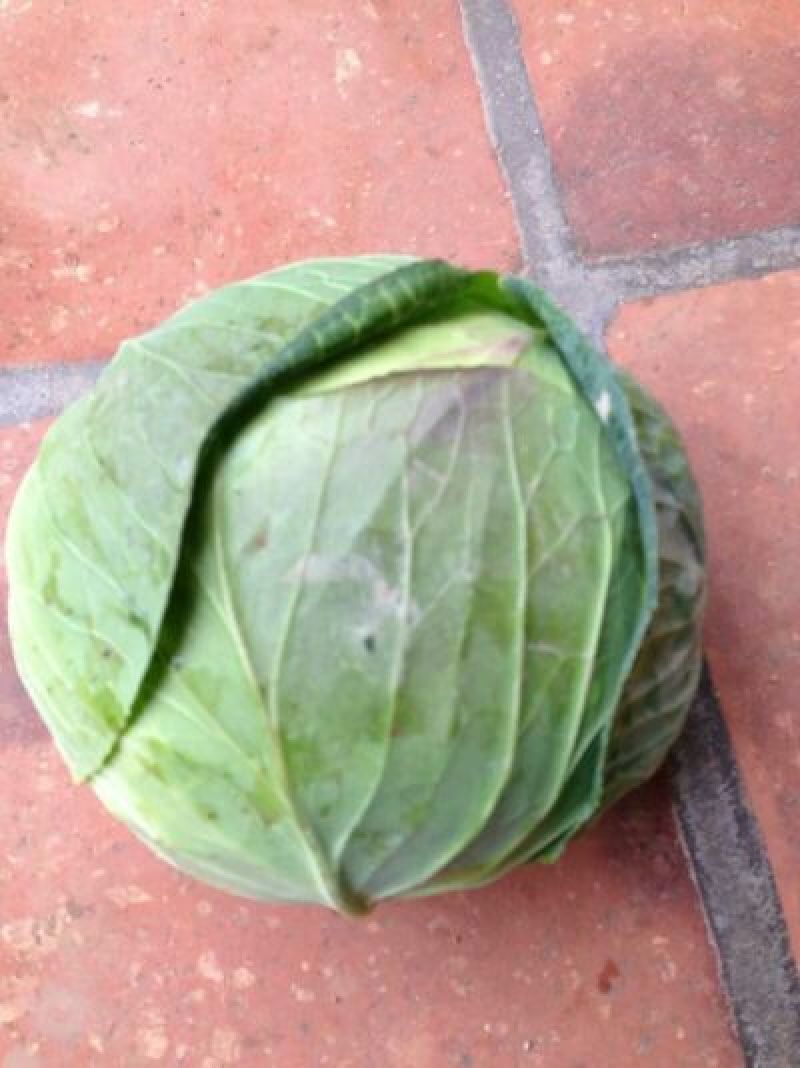 大包菜（铁头包菜）