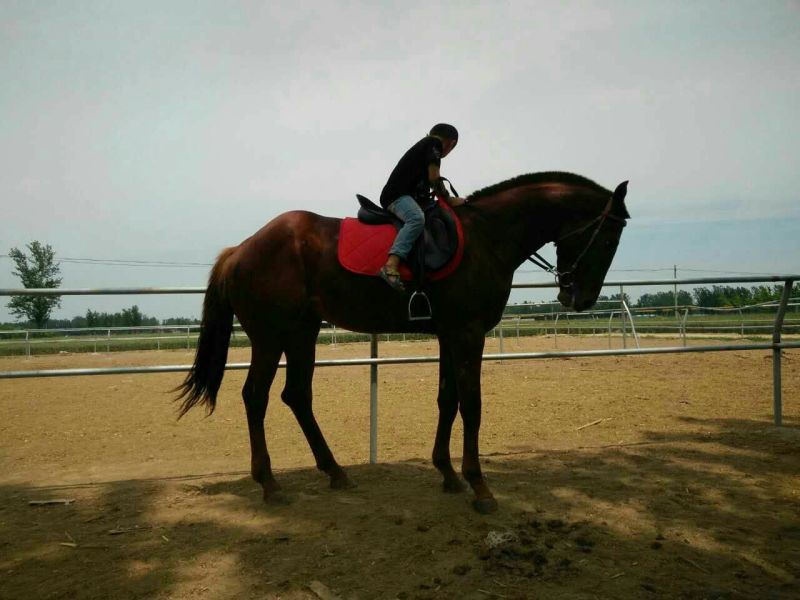 肉马300~400kg