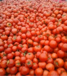 以色列西红柿山东莘县