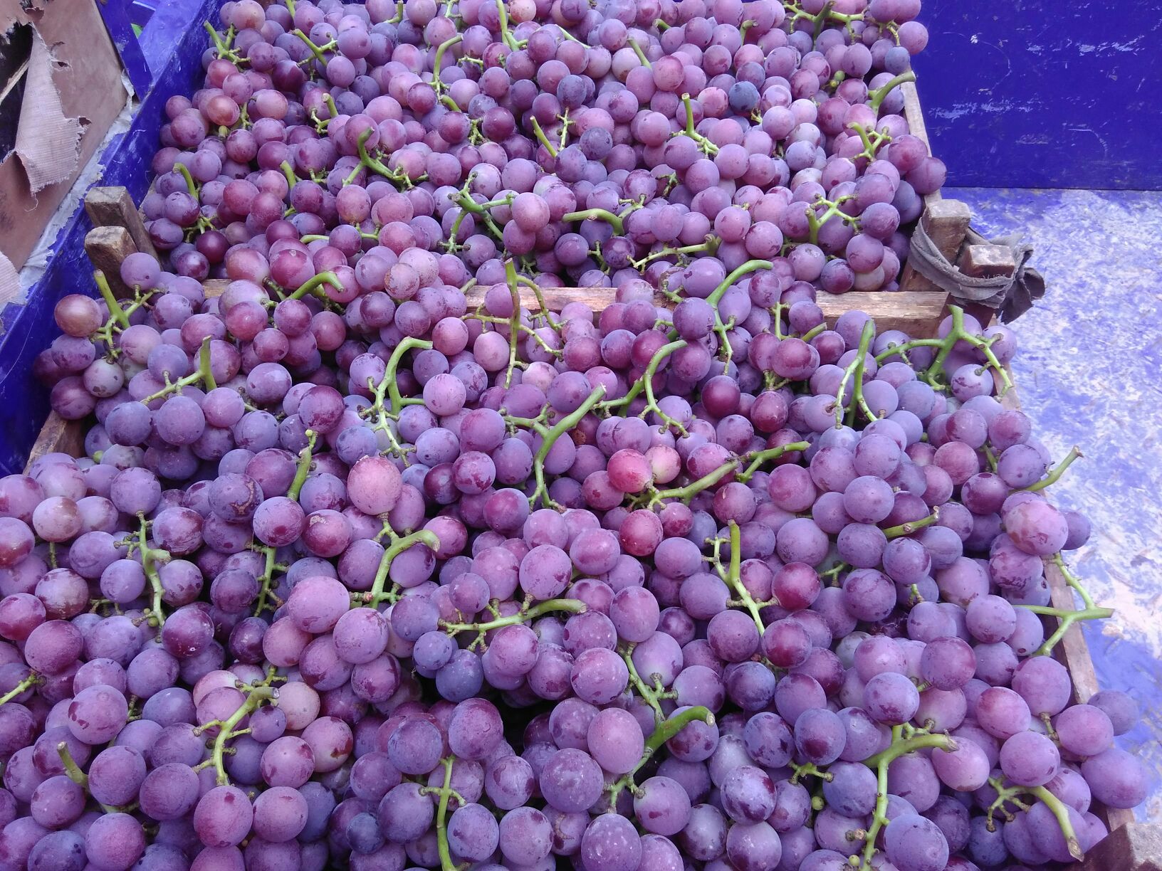 河北邢台市广宗县巨峰葡萄 1~2斤 5%以下批发