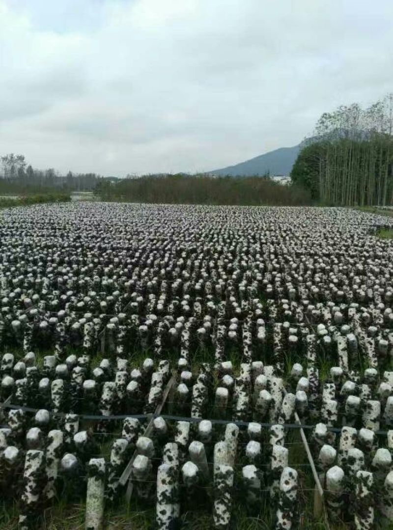 黑木耳一级