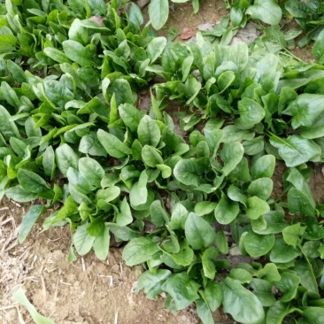大叶菠菜10~15厘米