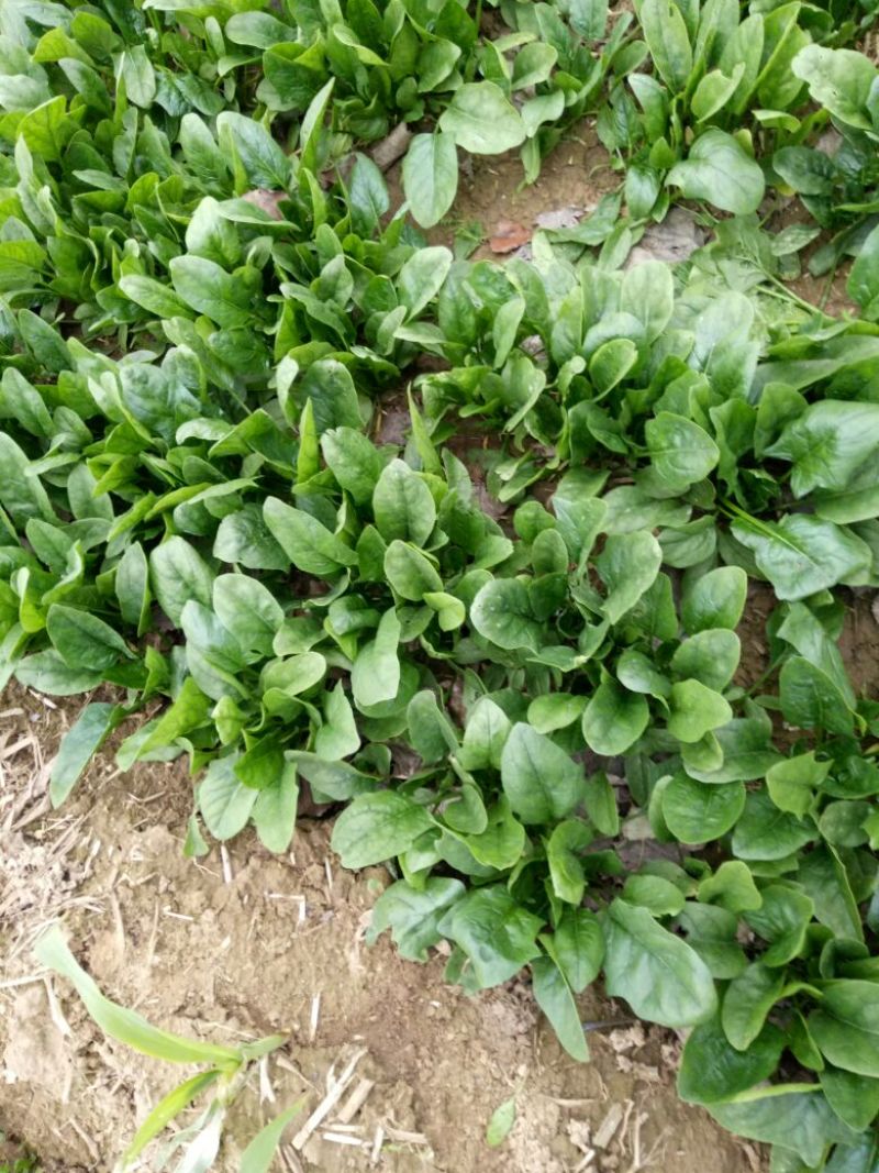 大叶菠菜10~15厘米