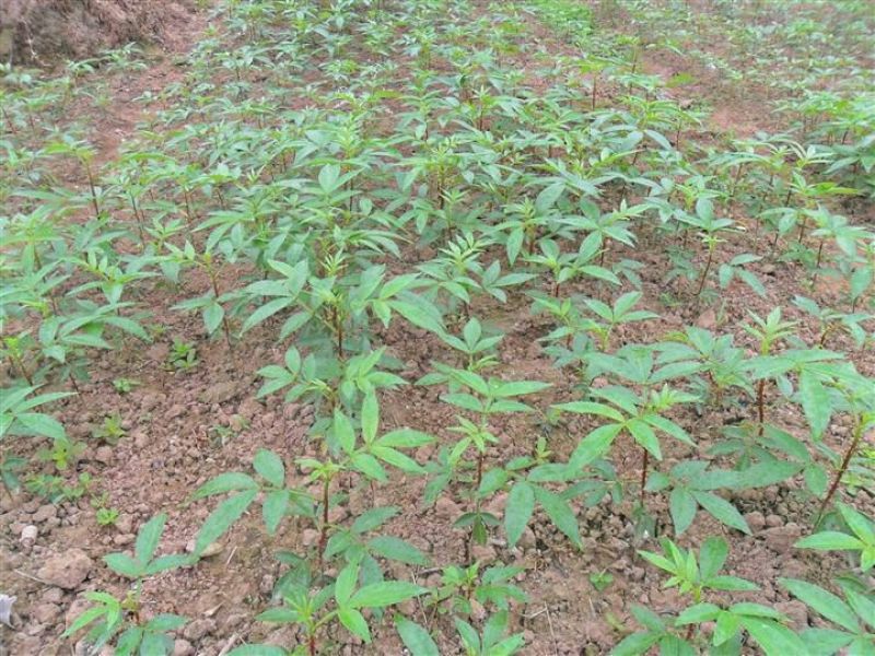 花椒苗0.5~1年