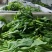 白菜苔30~40厘米