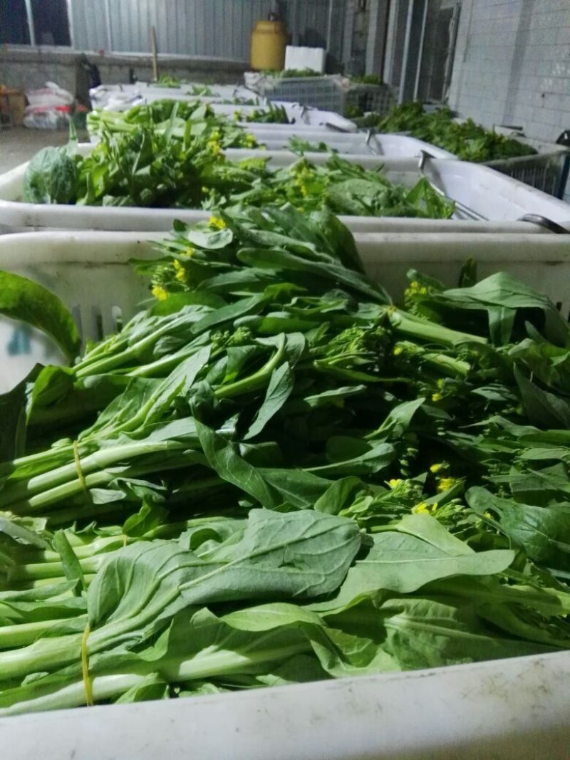 白菜苔30~40厘米