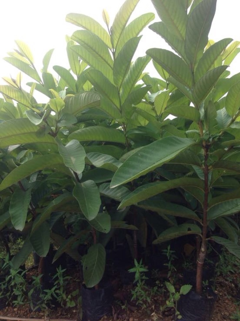 番石榴苗30~50cm