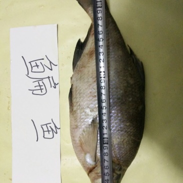 鳊鱼食用冰鲜鱼25~30cm