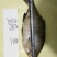 鳊鱼食用冰鲜鱼25~30cm