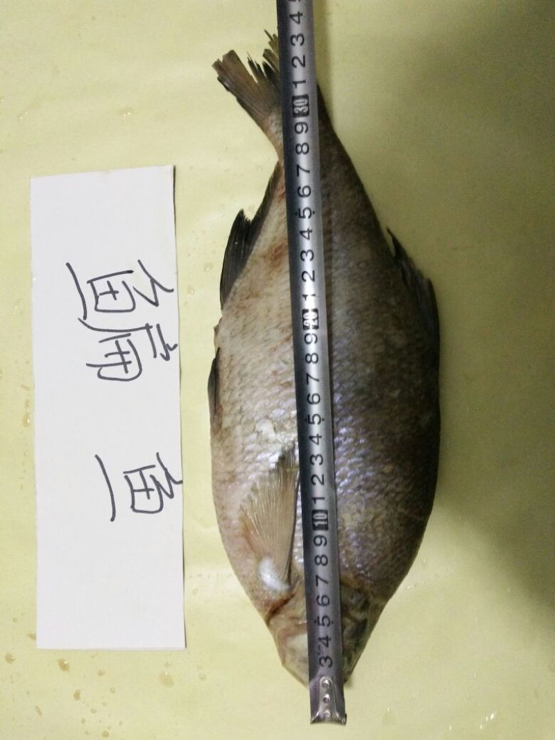 鳊鱼食用冰鲜鱼25~30cm