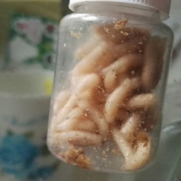 蝇蛆活蛆