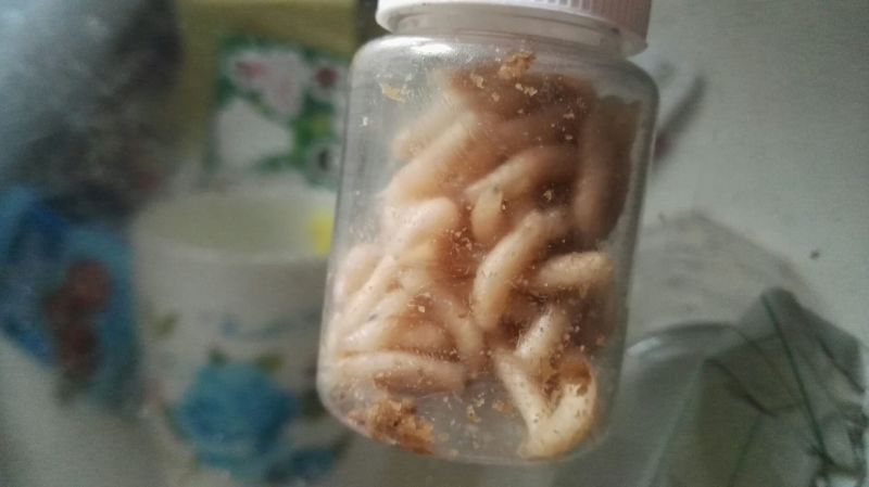 蝇蛆活蛆
