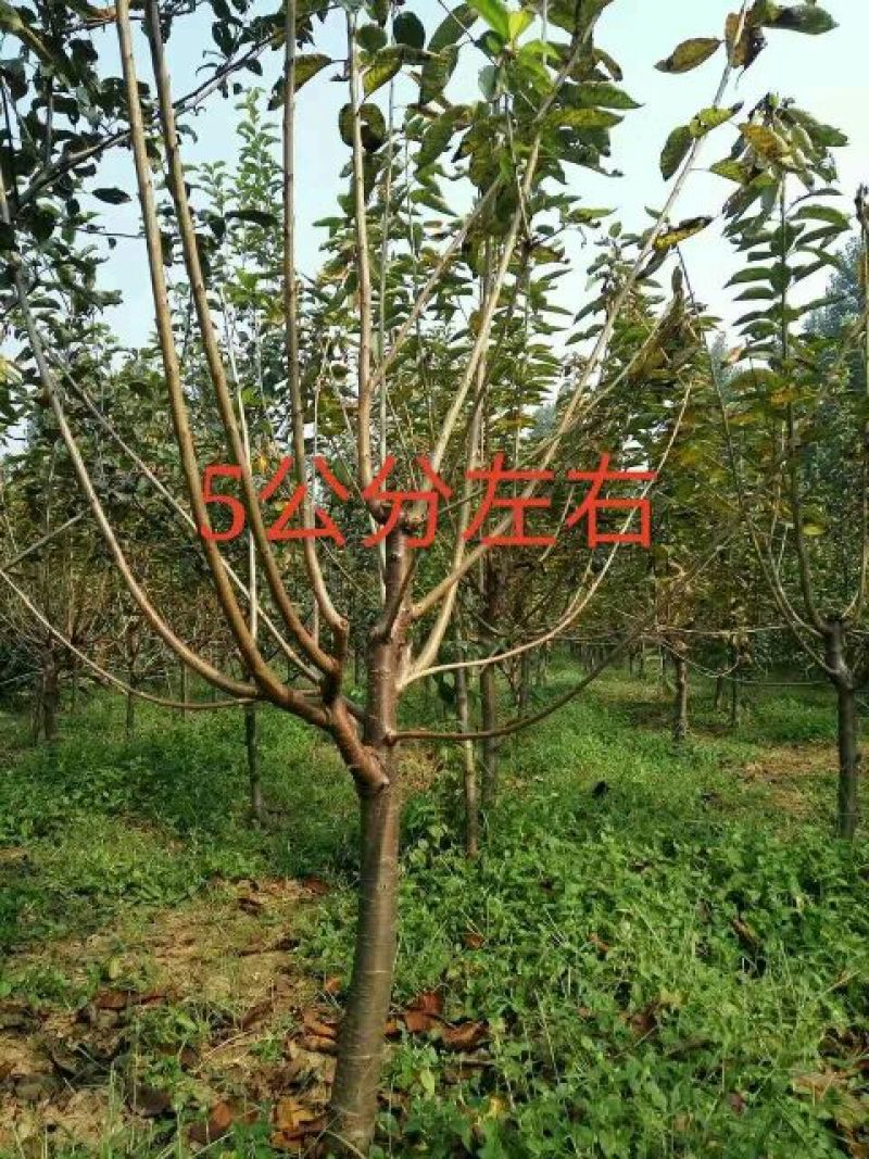 樱桃树苗3年50~80cm