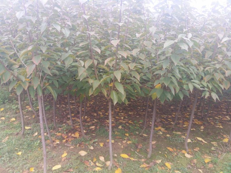 樱花3~12公分分枝点90~1.2米精品