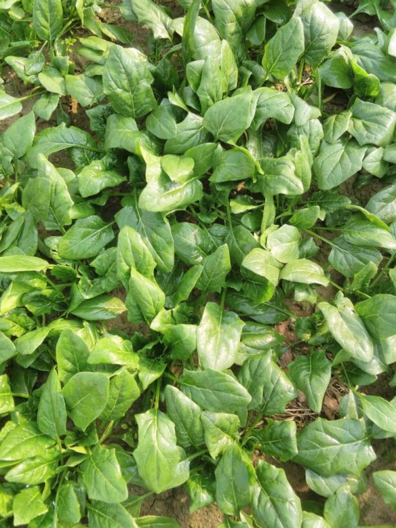 大叶菠菜25~30厘米