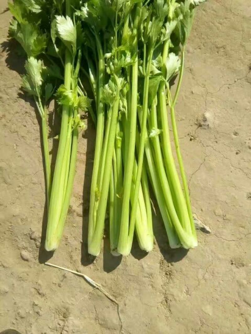 西芹45cm以上