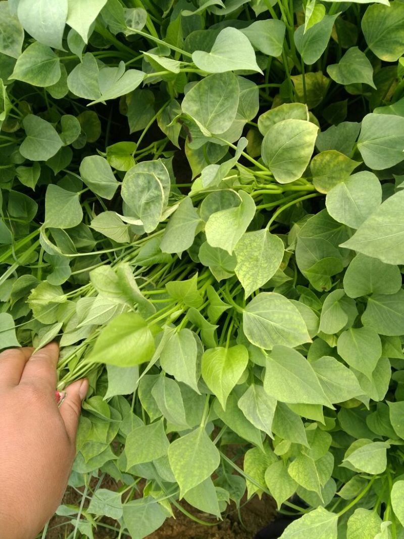 红薯种苗，优质红薯苗，脱毒红薯苗，高淀粉红薯苗