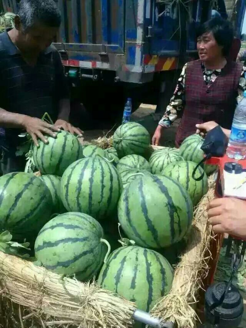 甜王西瓜6斤打底9成熟1茬山东西瓜