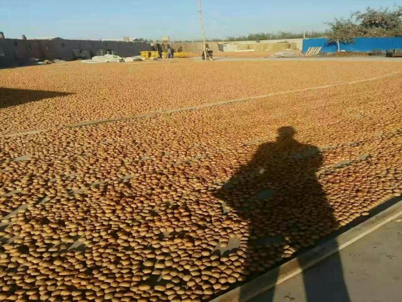香玲核桃30mm以上去皮干
